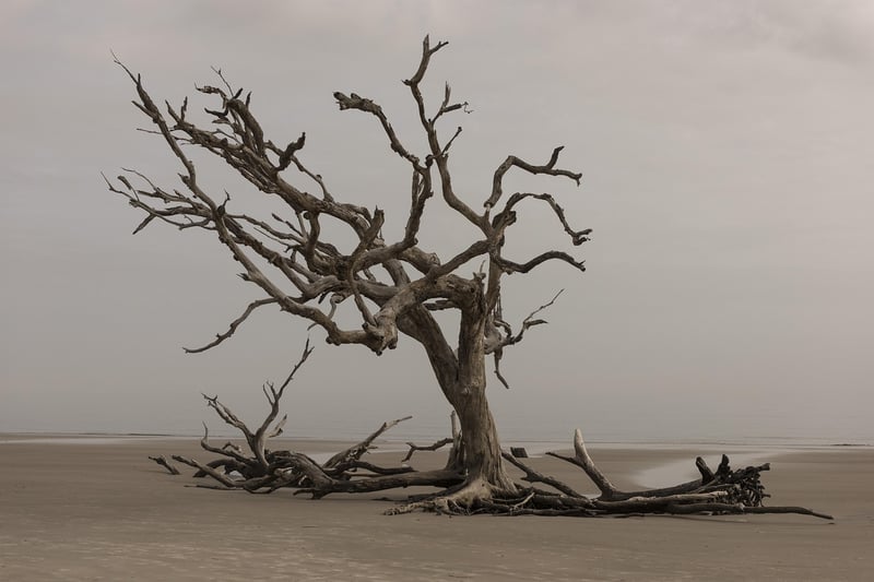 Driftwood Sculptures