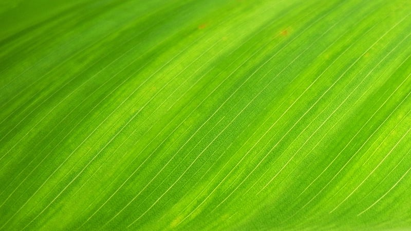 Leaf Printing