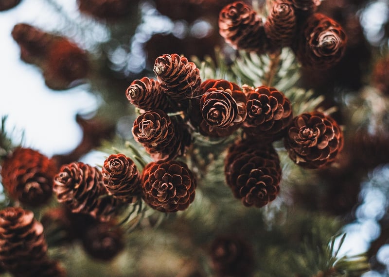 Pine Cone Decorations